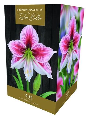 Taylors - Amaryllis Bulb Gift Pack - Glee - Pink with White Flower