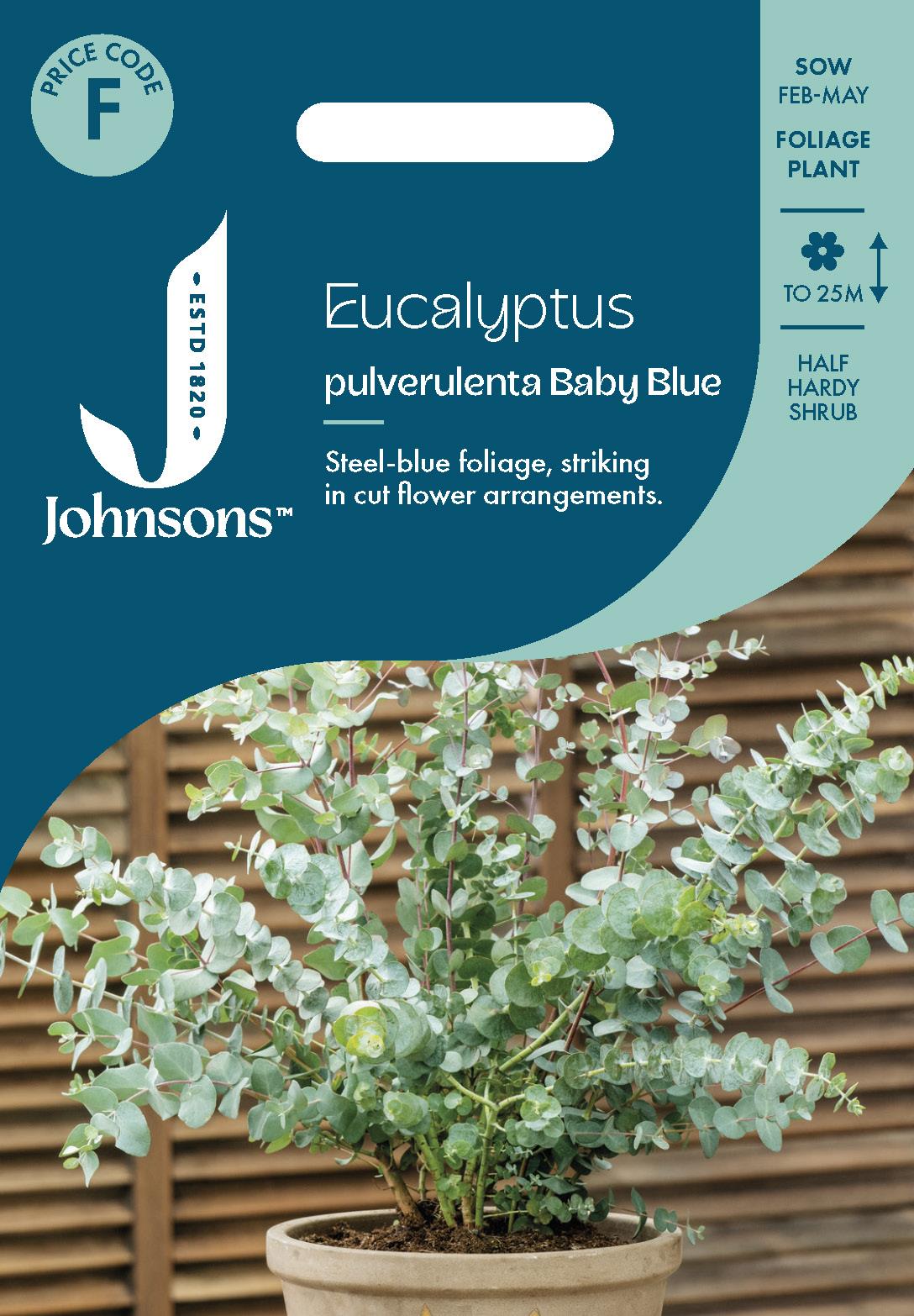 Johnsons - Eucalyptus Pulverulenta Baby Blue - 10 Seeds