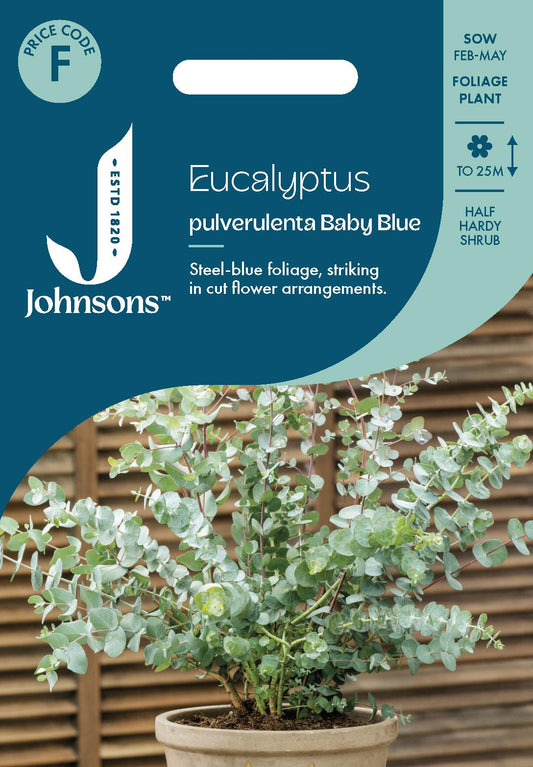Johnsons - Eucalyptus Pulverulenta Baby Blue - 10 Seeds