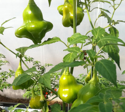 Chilli Pepper Hot Bishops Crown Seeds