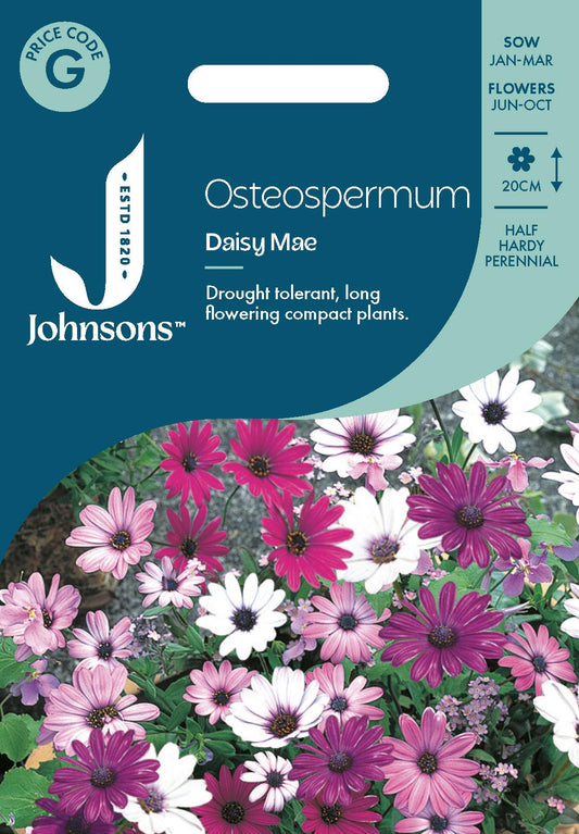 Johnsons - Osteospermum Daisy Mae - 25 Seeds