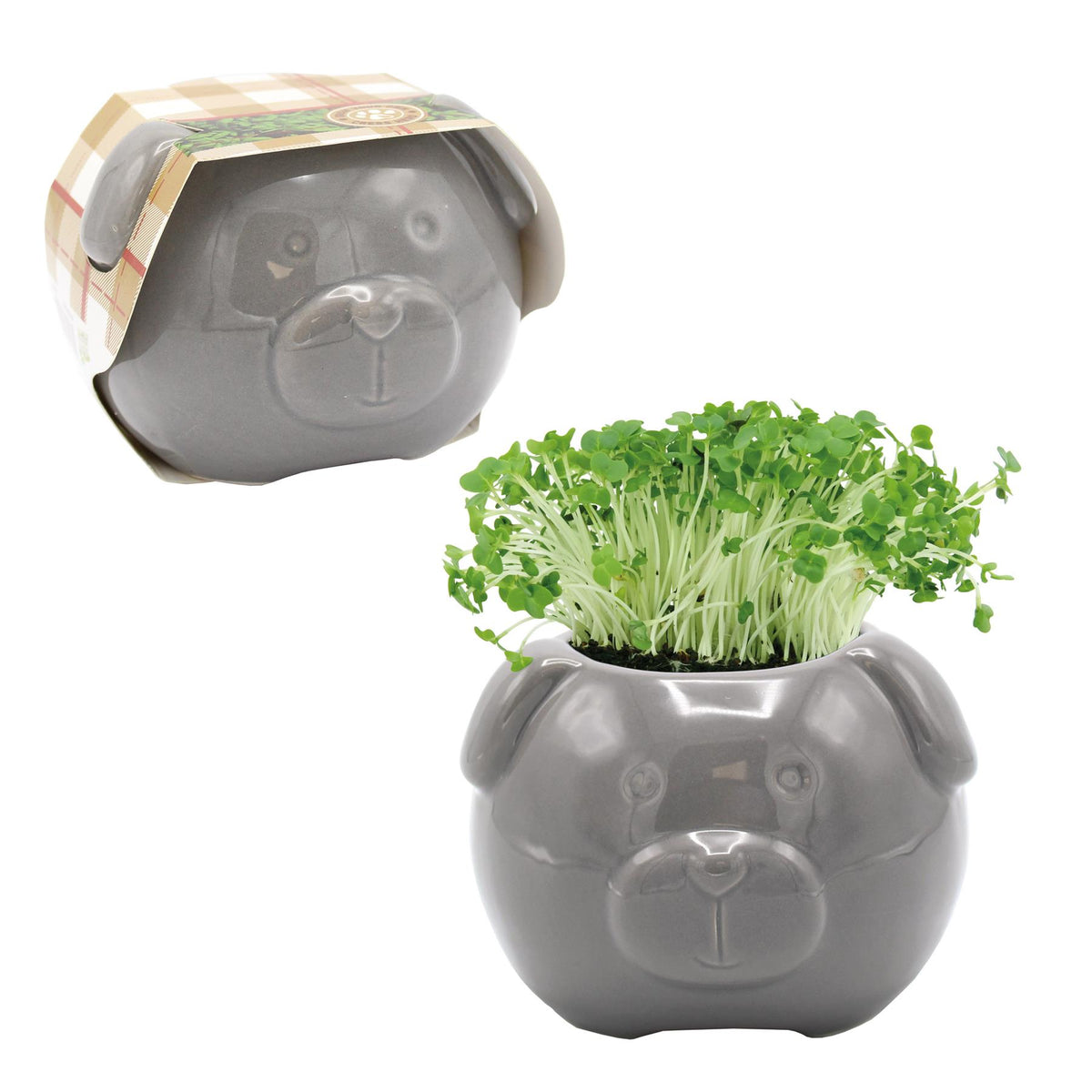 Cress Head Dog Novelty Planter Grow Kit – Jade | Bees Seeds