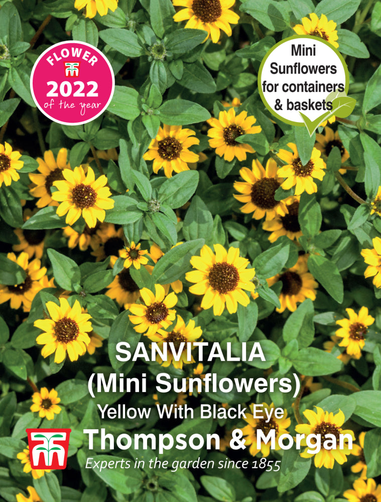 Thompson & Morgan  Flower Sanvitalia procumbens Yellow With Black Eye - 50 Seeds