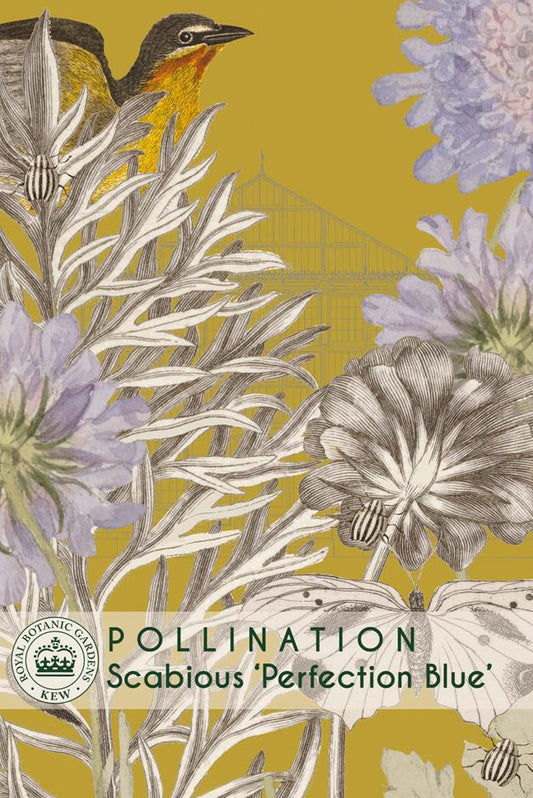 Thompson & Morgan Kew Pollinators Flower Scabious Perfection Blue - 25 Seeds