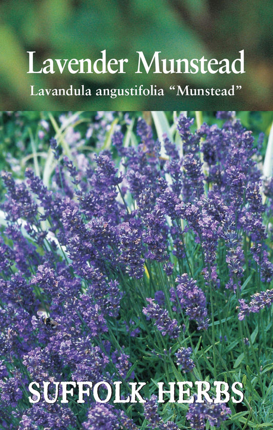 Suffolk Herbs Lavender Munstead 110 Seeds
