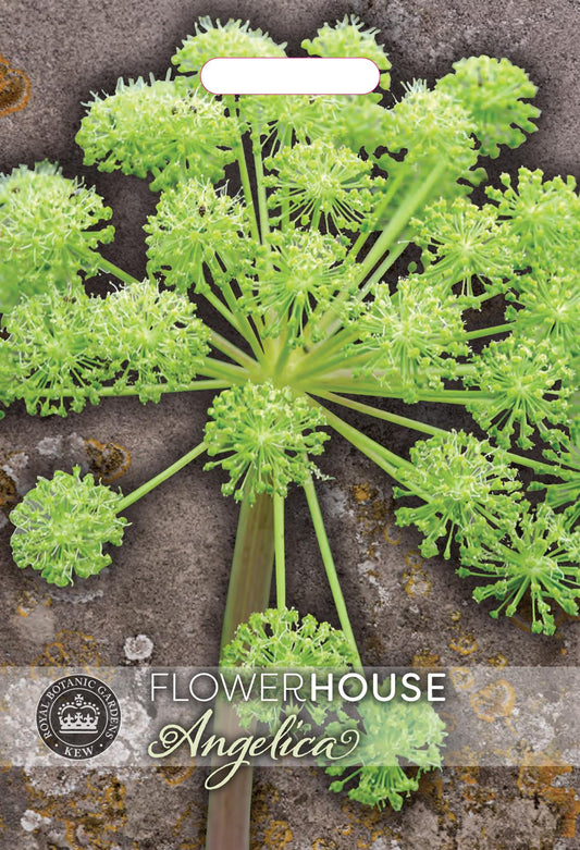 Thompson & Morgan Kew Flower Angelica archangelica - 65 Seeds