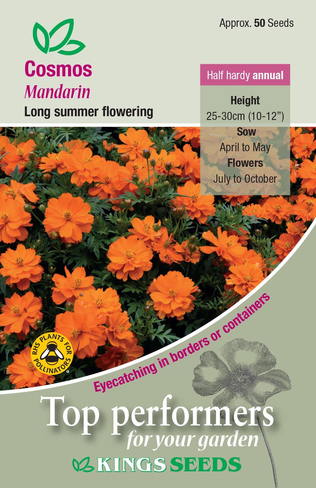 Kings Seeds  Cosmos Mandarin Seeds