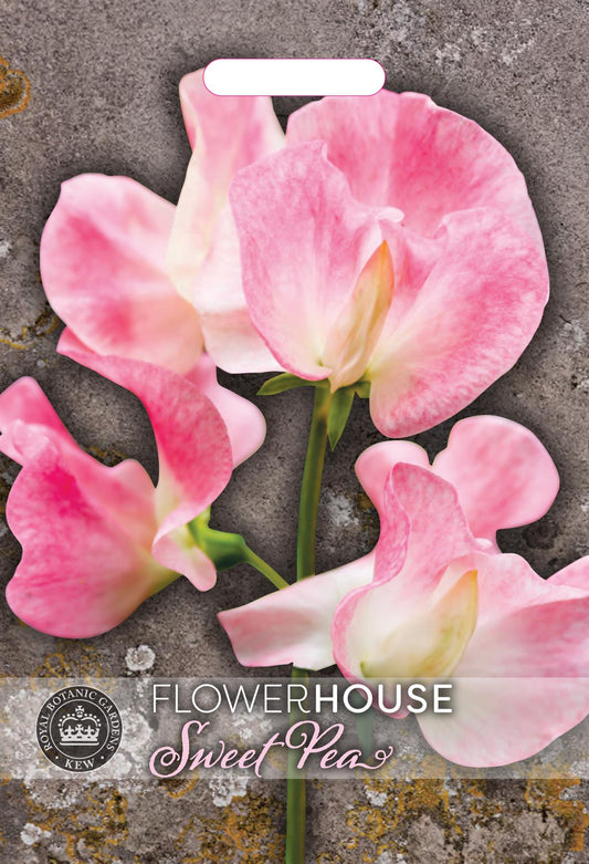 Thompson & Morgan Kew Flower Sweet Pea Lathyrus Tickled Pink - 30 Seeds