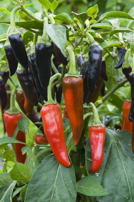 Chilli Pepper Hot Gusto Purple F1 Hybrid Seeds