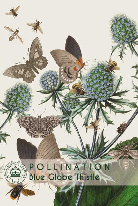 Thompson & Morgan Kew Pollinators Flower Blue Globe Thistle - 20 Seeds