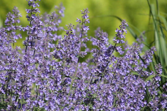 Mauve Catmint - Nepeta faassenii Blue Seeds