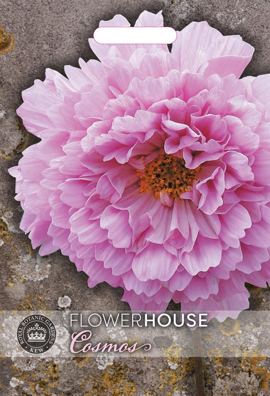 Thompson & Morgan Kew Flower Cosmos bipinnatus Double Click Rose Bonbon - 25 Seeds