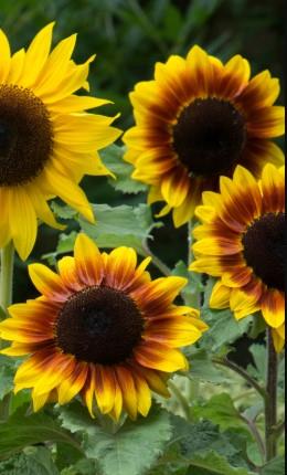 Sunflower Rio Carnival F1 Hybrid Seeds