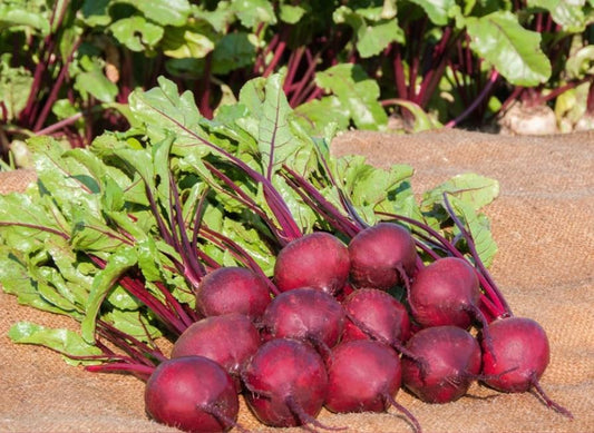 Beetroot Pablo F1 Hybrid Seeds