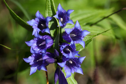 Gentiana asclepiadea Seeds