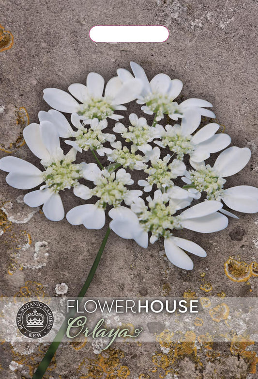 Thompson & Morgan Kew Flower Orlaya grandiflora - 30 Seeds