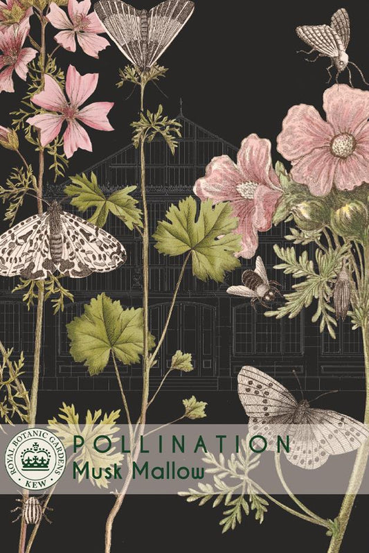 Thompson & Morgan Kew Pollinators Flower Musk Mallow - 40 Seeds