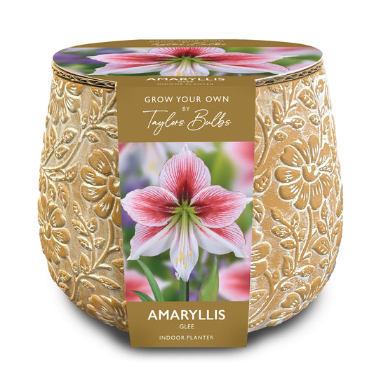 Amaryllis Bulb Glee Embossed Terracotta Planter