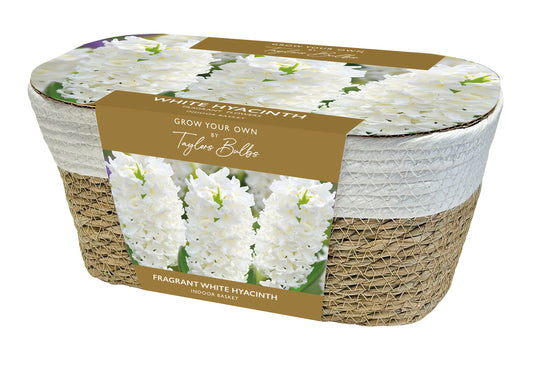 Taylors Large Hyacinth Wicker Basket 4 White Hyacinth Bulbs