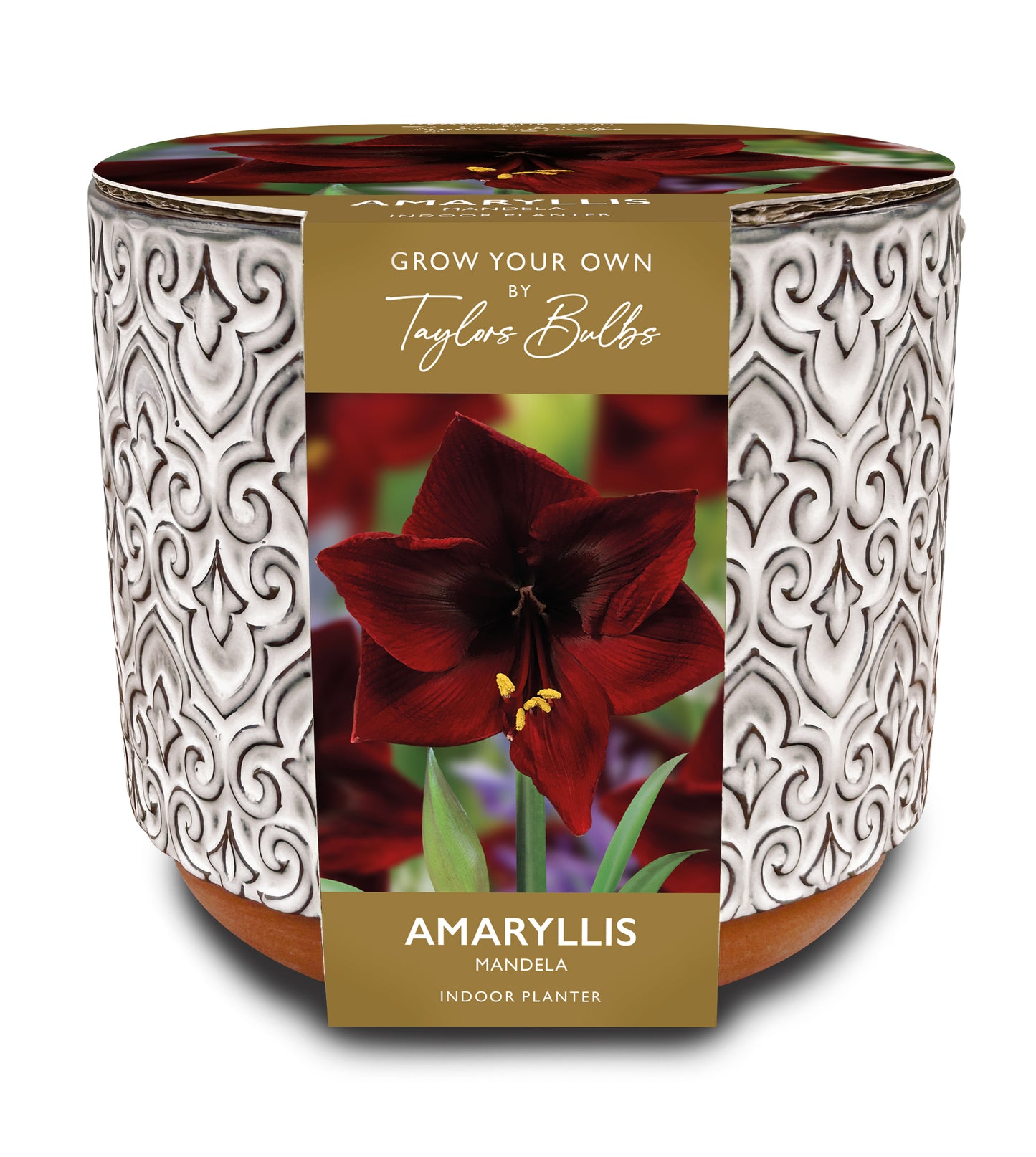 Amaryllis Bulb Mandela Luxury Planter