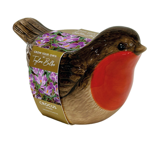 Novelty Gift Robin Ceramic Planter Crocus Bulb Kit