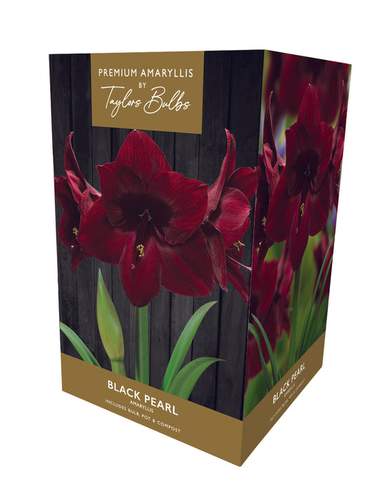 Taylors - Amaryllis Bulb Gift Pack - Black Pearl