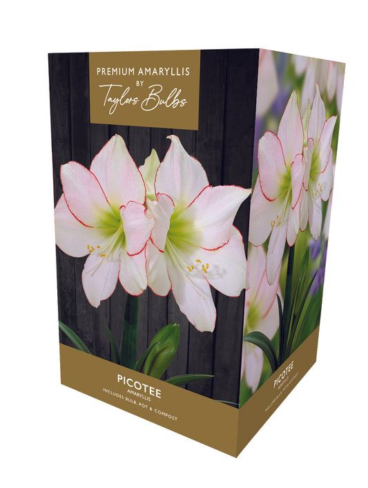 Taylors - Amaryllis Bulb Gift Pack - Picotee