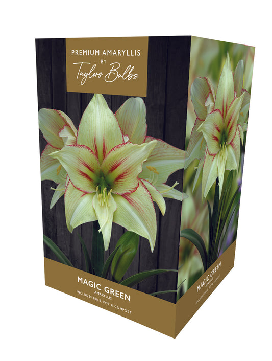 Taylors Amaryllis Bulb Gift Pack Magic Green