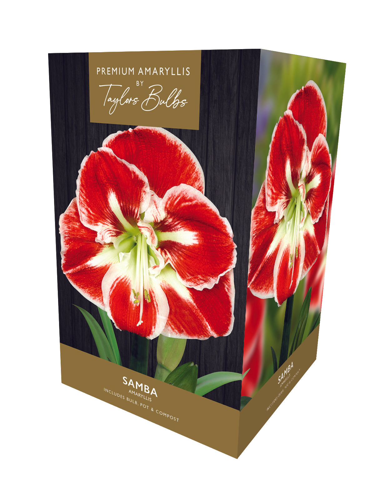 Taylors - Amaryllis Bulb - Samba - Semi-Double Red with White Striped Flowers - Gift Pack