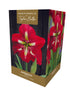 Taylors - Amaryllis Bulb Gift Pack - Barbados - Red Flowers with white throat