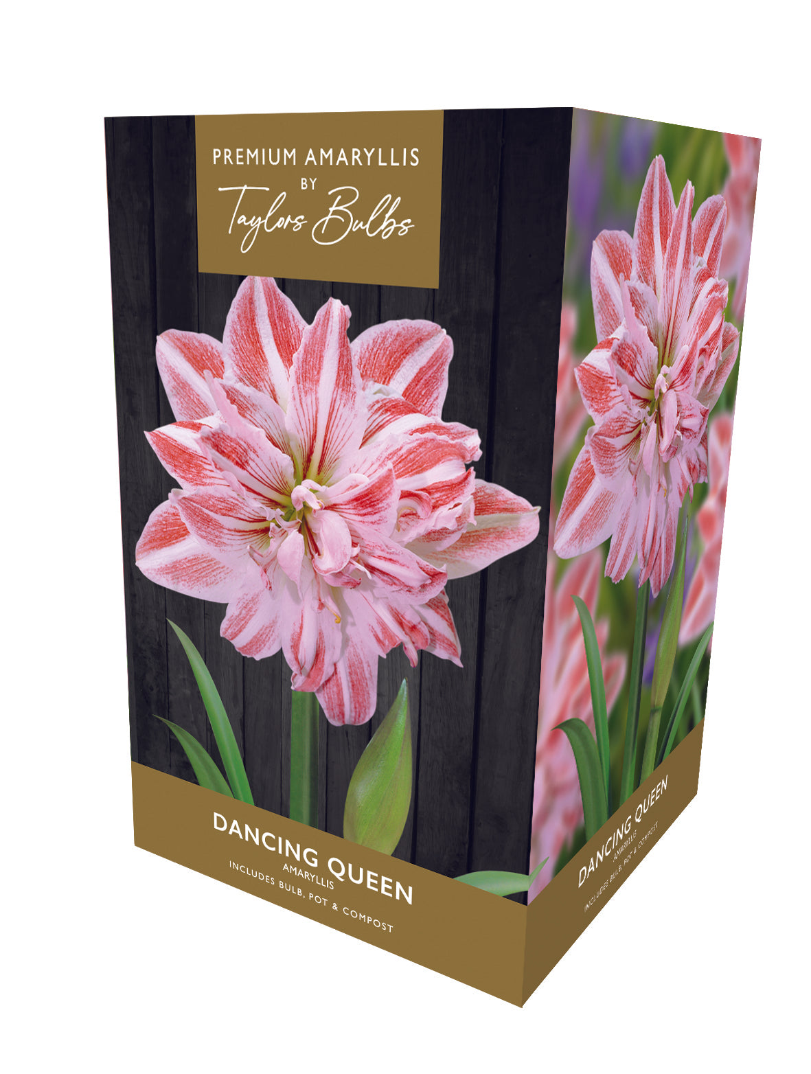 Taylors - Amaryllis Bulb Gift Pack - Dancing Queen - Double striped red and white flower