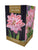 Taylors - Amaryllis Bulb Gift Pack - Dancing Queen - Double striped red and white flower