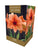 Taylors - Amaryllis Bulb Gift Pack - Rilona - Salmon Pink