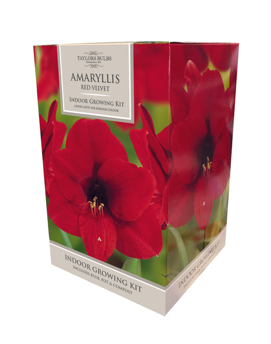 Taylors - Amaryllis Bulb Gift Pack - Red Velvet - double red