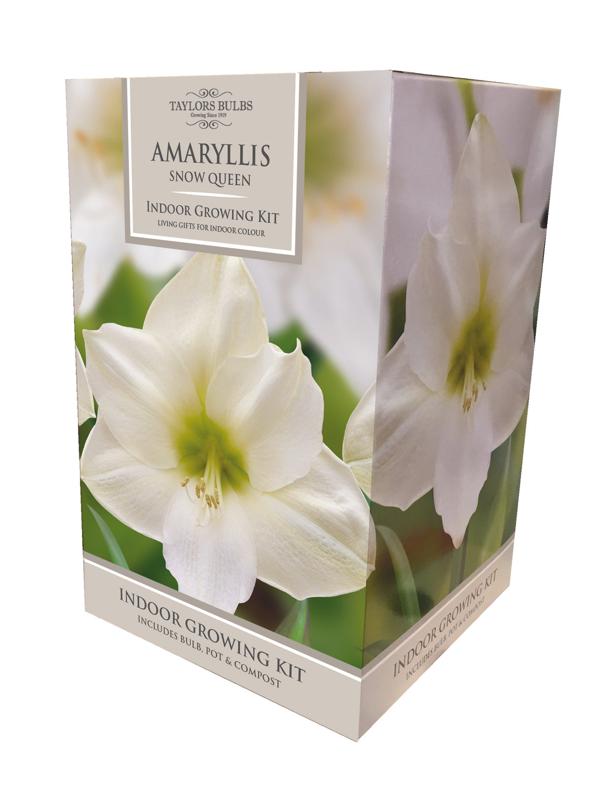 Taylors - Amaryllis Bulb Gift Pack - Snow Queen - white