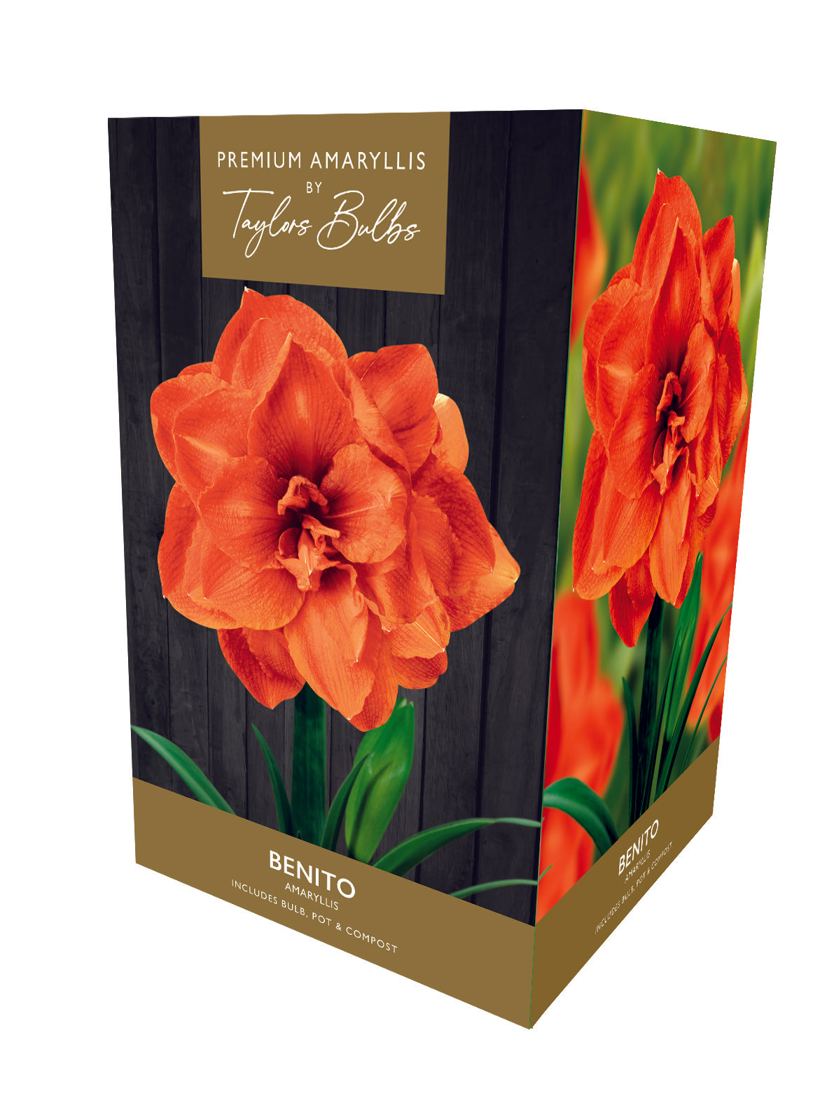 Amaryllis Bulb Benito Orange Flower Gift Pack
