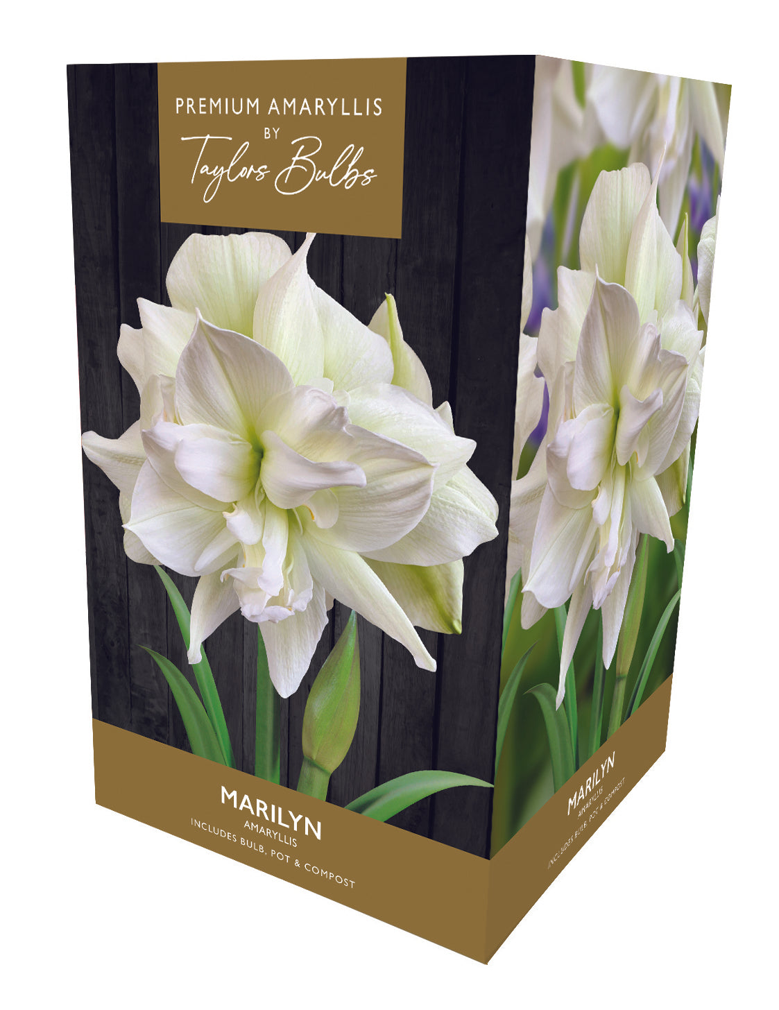 Amaryllis Bulb Marilyn White Flower Gift Pack