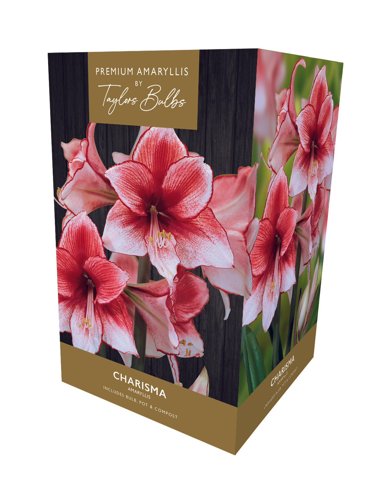 Taylors - Amaryllis Bulb Gift Pack - Charisma - pink and red