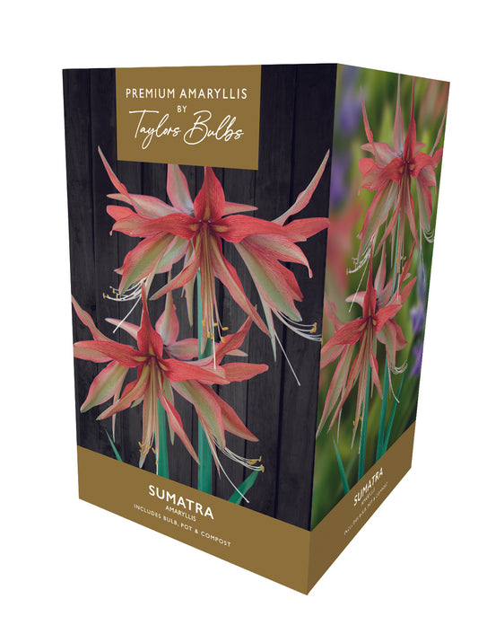 Taylors - Amaryllis Bulb Gift Pack - Sumatra - striking red and white