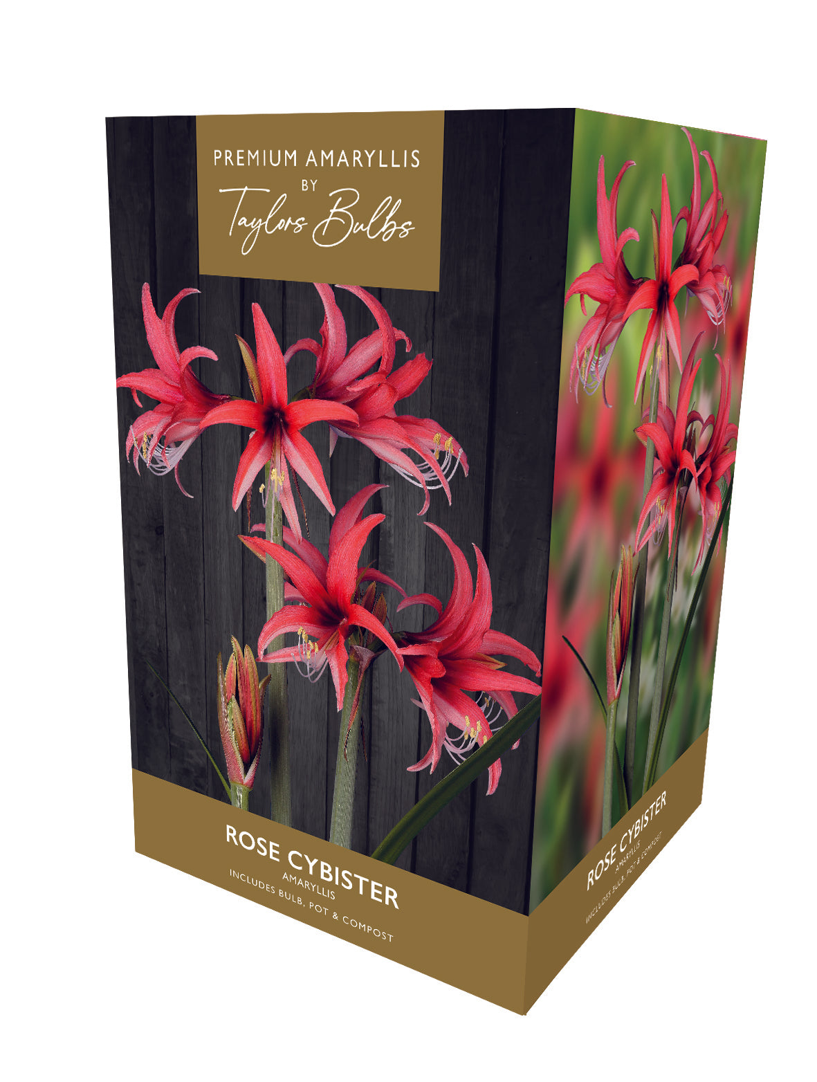 Amaryllis Bulb Rose Cybister - Rose Flowers Gift Pack