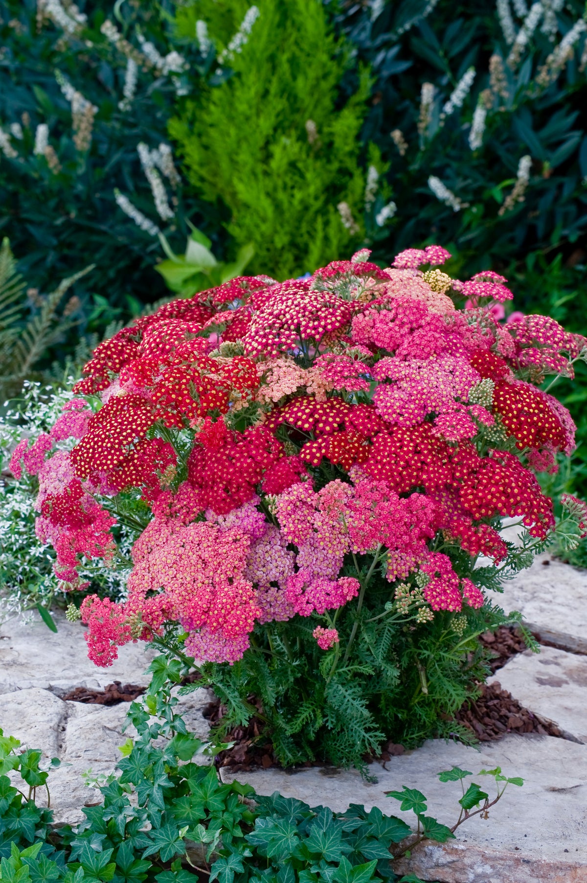 Achillea Millefolium Summer Berries Mixed Seeds