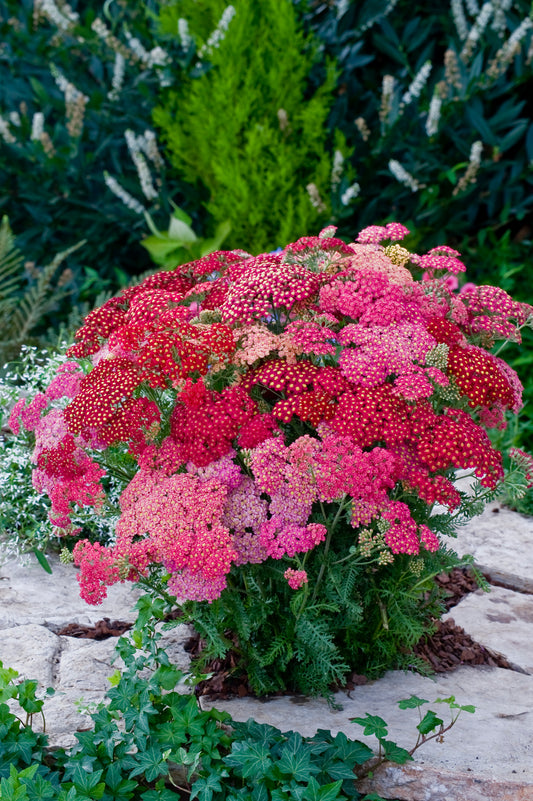 Achillea Millefolium Summer Berries Mixed Seeds