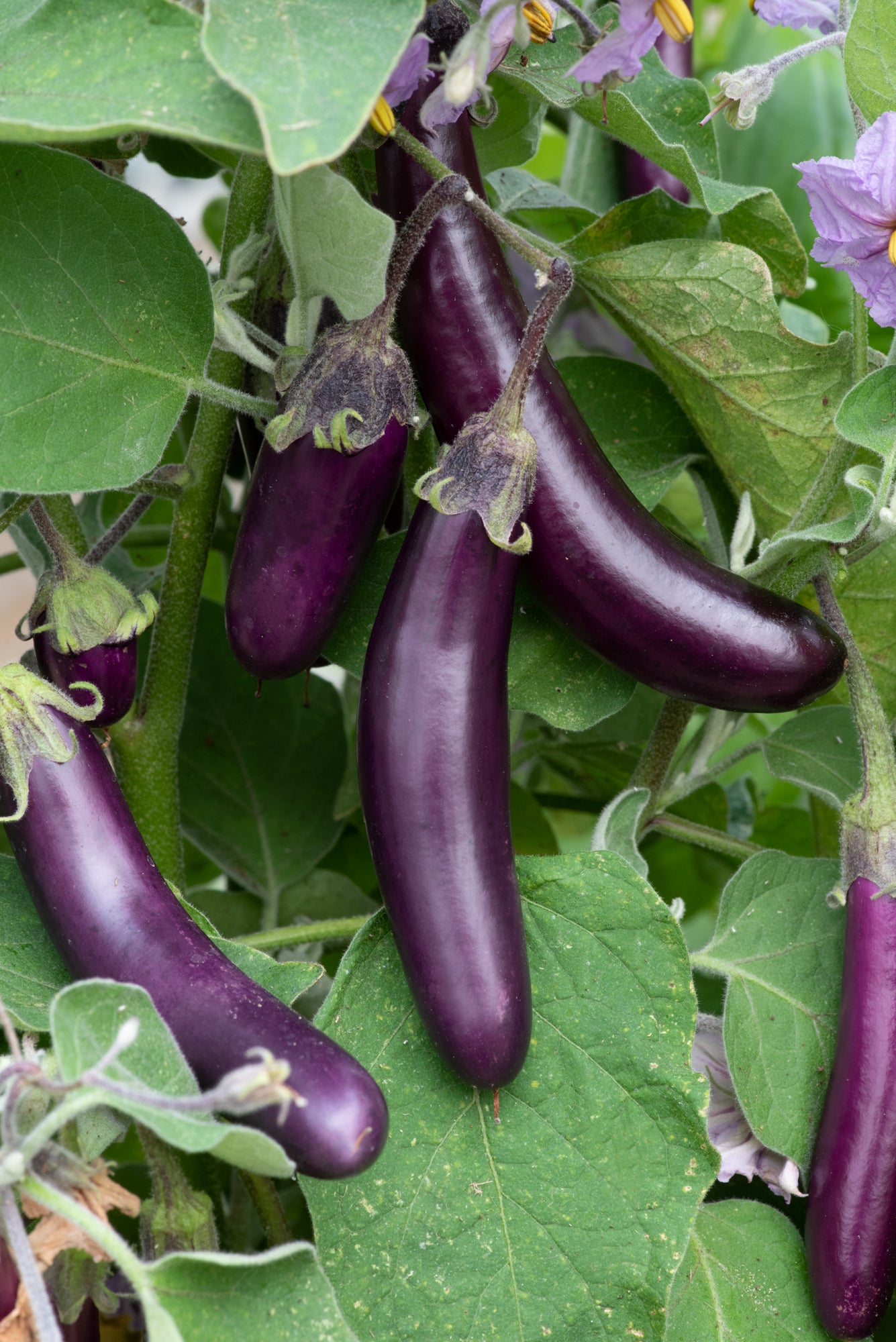 Aubergine Dwarf Wand Amethyst Seeds | Compact, High Yielding Variety