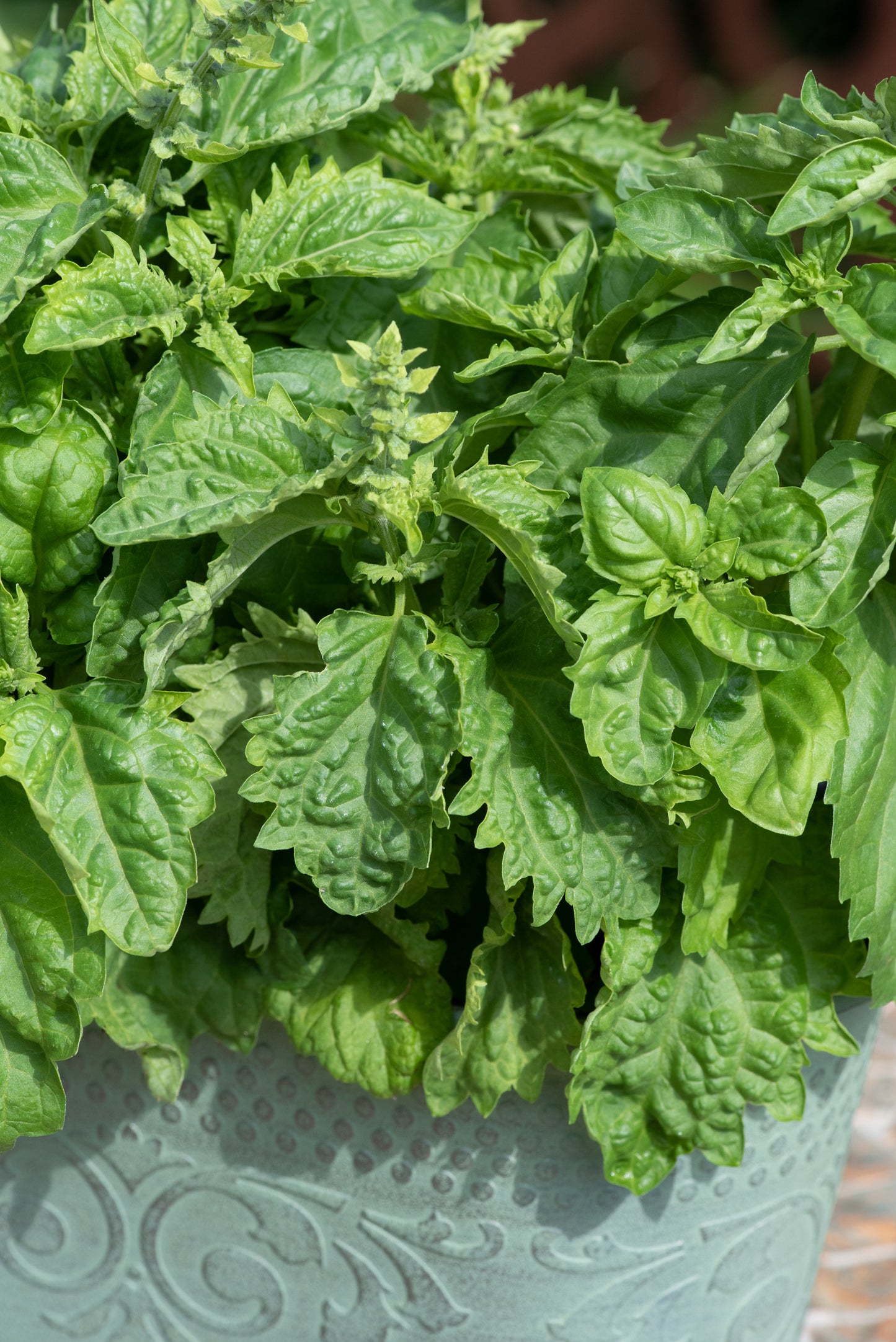 Basil Spicy Sabre Seeds