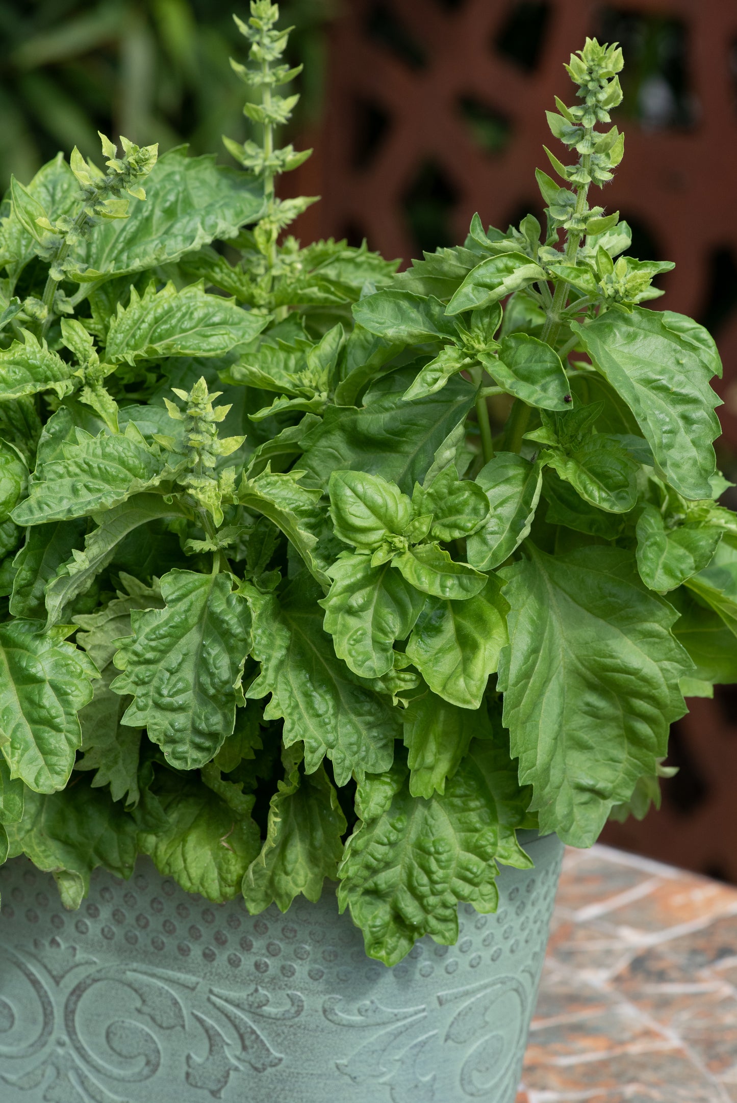 Basil Spicy Sabre Seeds