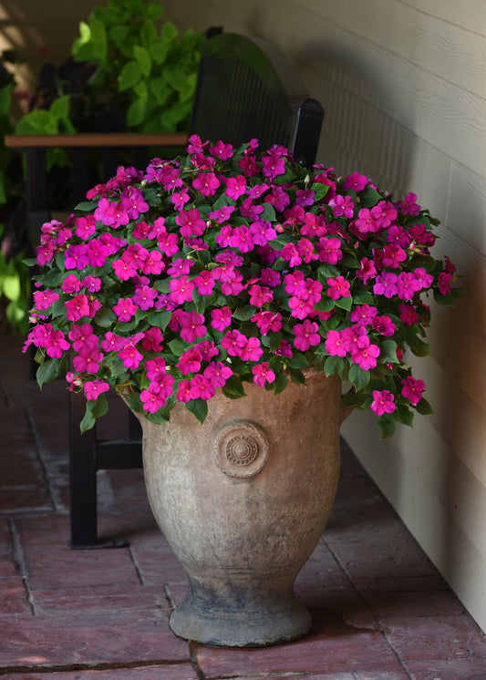 Impatiens (Busy Lizzie) Beacon Violet Shades Seeds