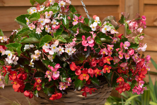 Begonia Hula Mix Seeds