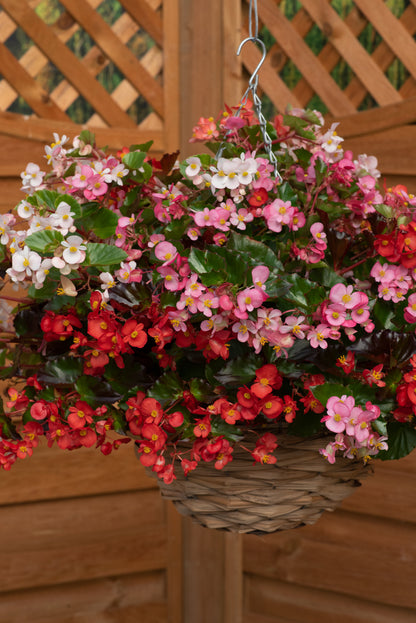 Begonia Hula Mix Seeds