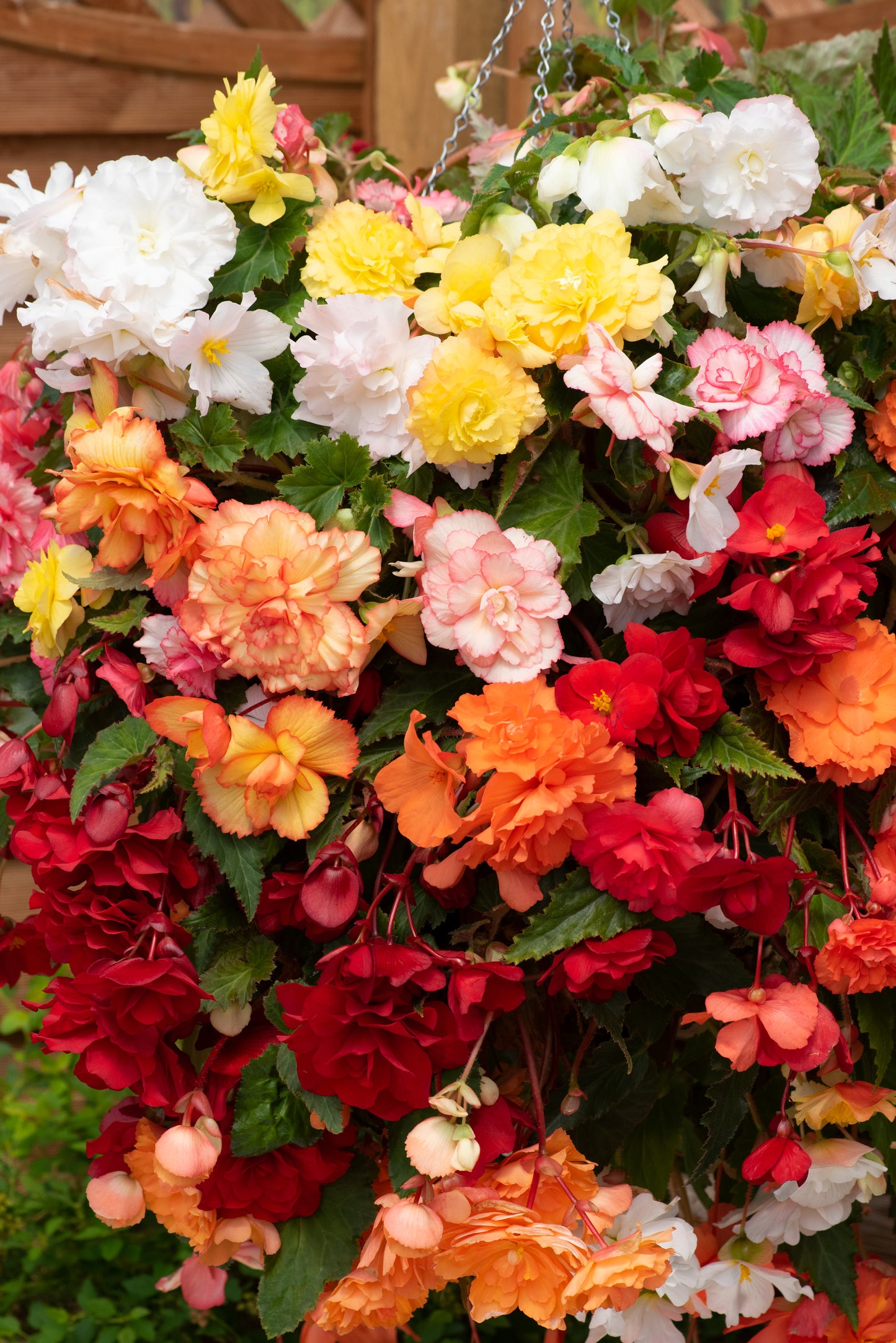 Begonia Sun Dancer Mix Seeds