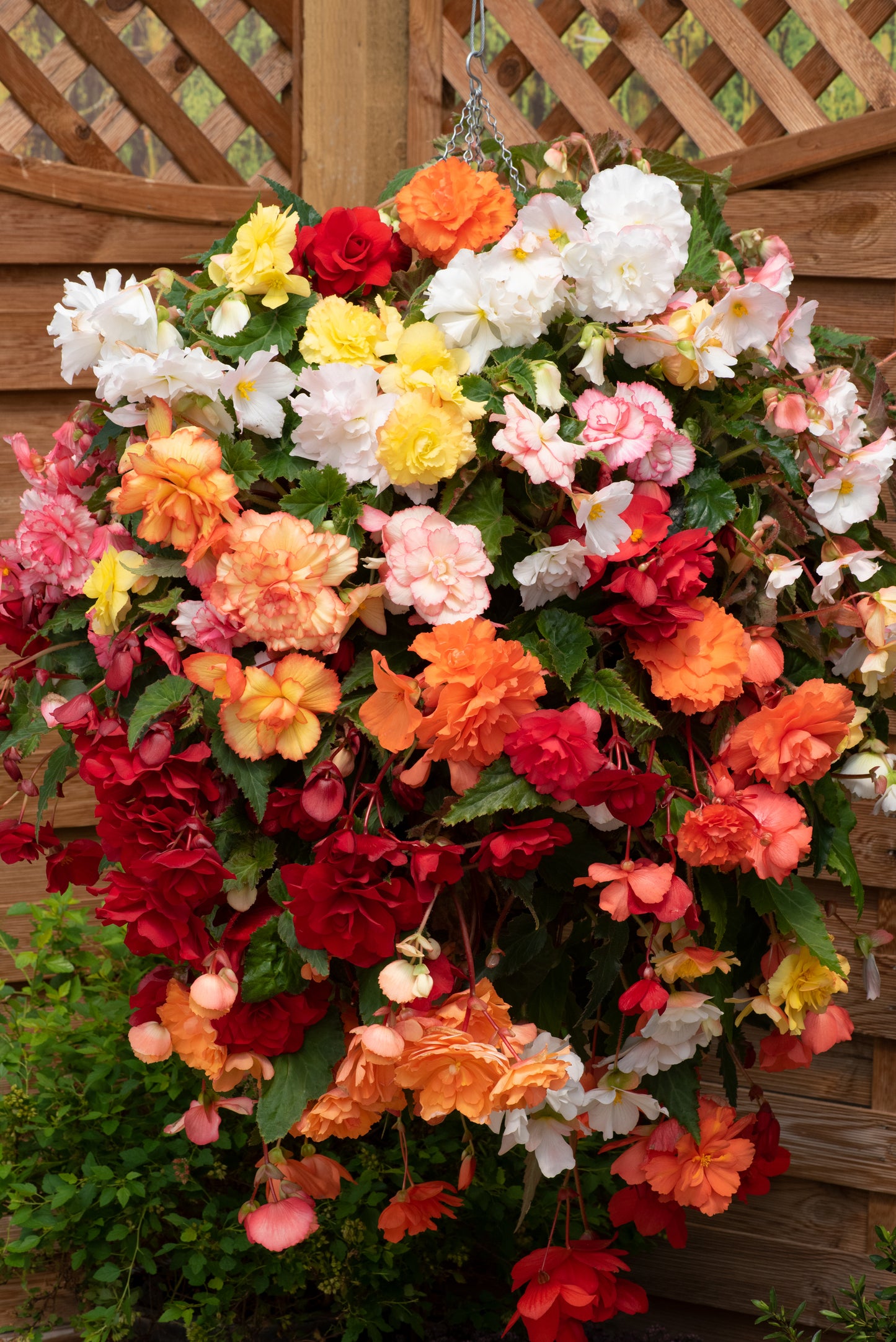 Begonia Sun Dancer Mix Seeds